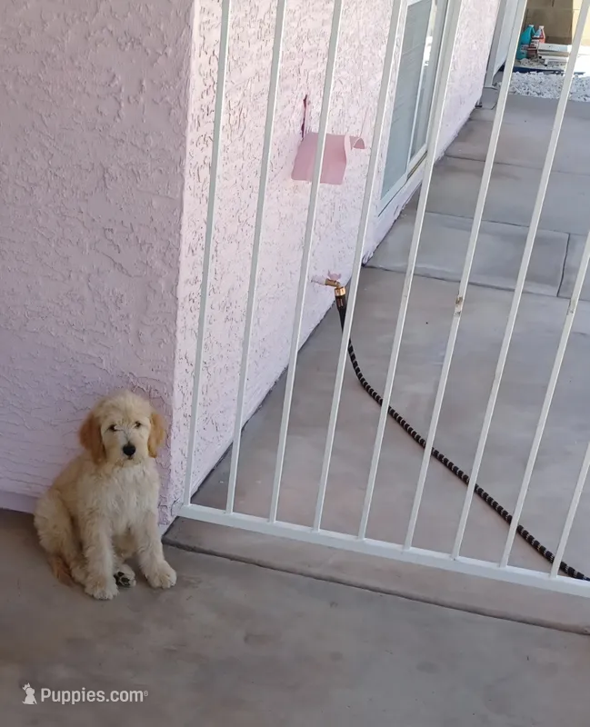 Rocco – Goldendoodle, Poodle - Standard  puppy for sale in Phoenix, AZ
