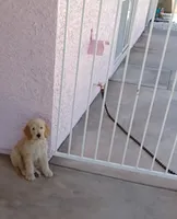 Rocco, a male Goldendoodle and Poodle - Standard  for sale in Phoenix, AZ – 1 of 1