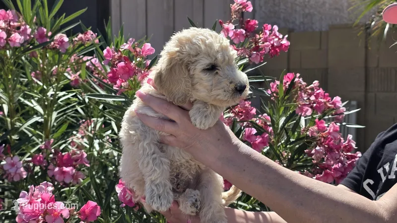 Ace – Goldendoodle, Poodle - Standard  puppy for sale in Phoenix, AZ