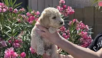 Ace, a male Goldendoodle and Poodle - Standard  for sale in Phoenix, AZ – Photo 1 of 3