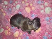 Xion, a female Pomeranian for sale in Tulsa, OK – 2 of 5