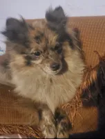 Riku, a male Pomeranian for sale in Tulsa, OK – 4 of 5