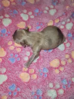 Kairi, a female Pomeranian for sale in Tulsa, OK – 2 of 6