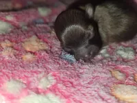 Xion, a female Pomeranian for sale in Tulsa, OK – 1 of 5