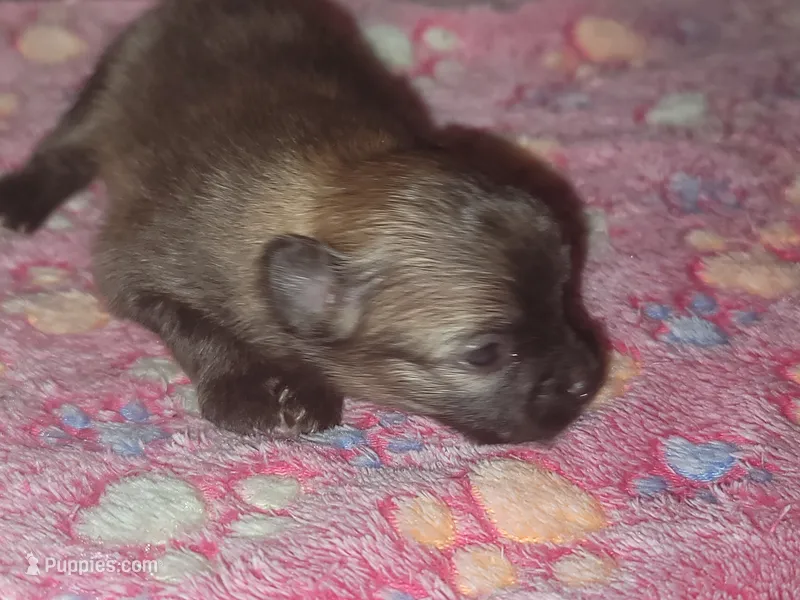 Xion – Pomeranian puppy for sale in Tulsa, OK