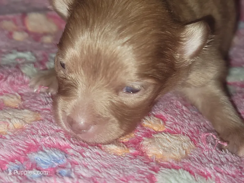 Kairi – Pomeranian puppy for sale in Tulsa, OK
