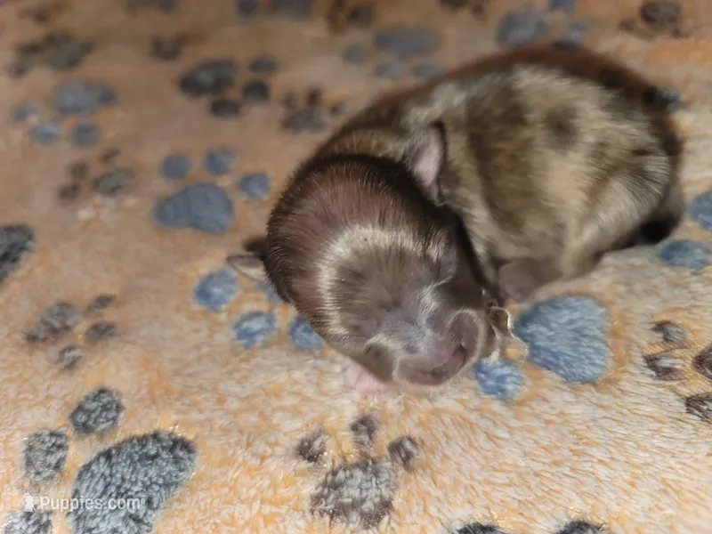 Roxus – Pomeranian puppy for sale in Tulsa, OK