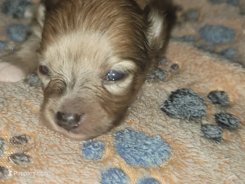 Roxus – Pomeranian puppy for sale in Tulsa, OK