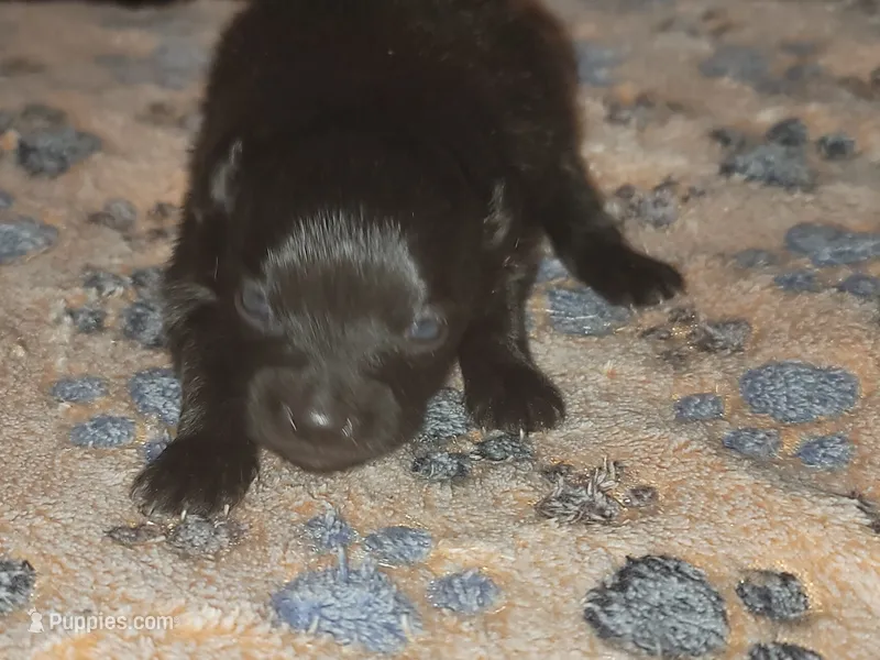 Riku – Pomeranian puppy for sale in Tulsa, OK