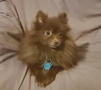 Xion, a female Pomeranian for sale in Tulsa, OK – 5 of 5