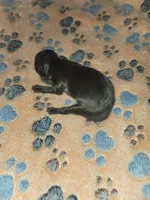 Riku, a male Pomeranian for sale in Tulsa, OK – 3 of 5