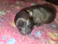 Xion, a female Pomeranian for sale in Tulsa, OK – 3 of 5