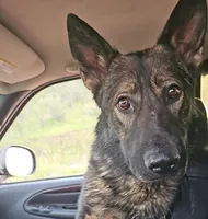 Medium Sable AKC German Shepherd puppy, a male German Shepherd Dog for sale in Cheyenne, WY – 4 of 6