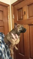 Medium Sable AKC German Shepherd puppy, a male German Shepherd Dog for sale in Cheyenne, WY – 1 of 6