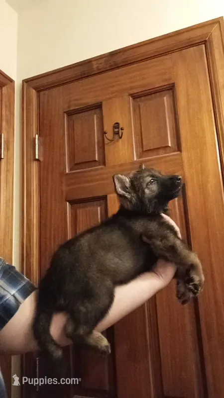 AKC Dark Sable Working line German Shepherd Puppy – German Shepherd Dog puppy for sale in Cheyenne, WY