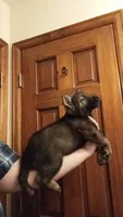AKC Dark Sable Working line German Shepherd Puppy, a male German Shepherd Dog for sale in Cheyenne, WY – 1 of 2