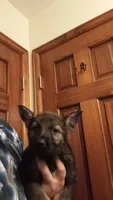 AKC Dark Sable Working line German Shepherd Puppy, a male German Shepherd Dog for sale in Cheyenne, WY – 2 of 2