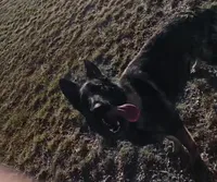 Medium Sable AKC German Shepherd puppy, a male German Shepherd Dog for sale in Cheyenne, WY – 5 of 6