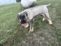 AKC - Spencer, a male Standard Schnauzer for sale in Glasco, KS – 2 of 6
