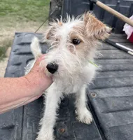 Wilma - AKC, a female Wire Fox Terrier for sale in Glasco, KS – 6 of 8