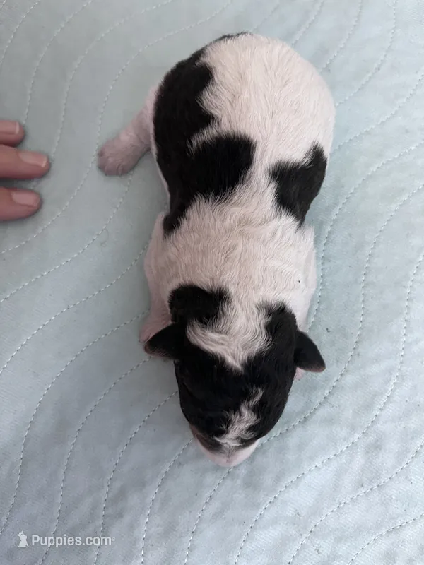 Wesley – Wire Fox Terrier puppy for sale in Glasco, KS