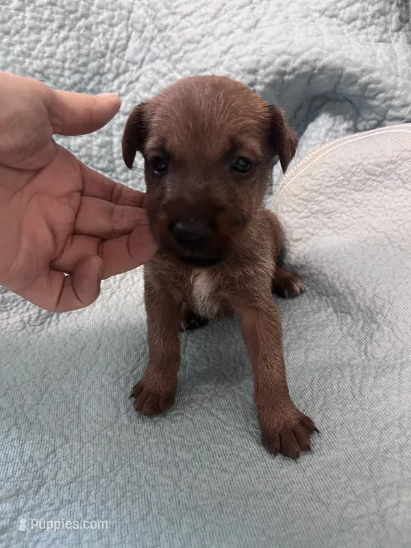 Dusty - AKC – Irish Terrier puppy for sale in Glasco, KS