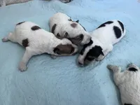Willa, a female Wire Fox Terrier for sale in Glasco, KS – 3 of 6