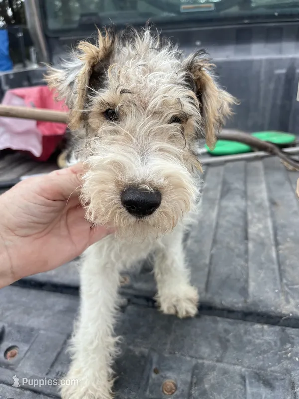 Wesley - AKC – Wire Fox Terrier puppy for sale in Glasco, KS