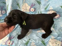 Blake. AKC, a male Standard Schnauzer for sale in Glasco, KS – Photo 5 of 8
