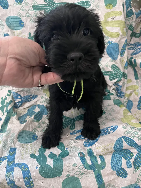 Blake. AKC – Standard Schnauzer puppy for sale in Glasco, KS