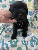 Blake. AKC, a male Standard Schnauzer for sale in Glasco, KS – Photo 1 of 8