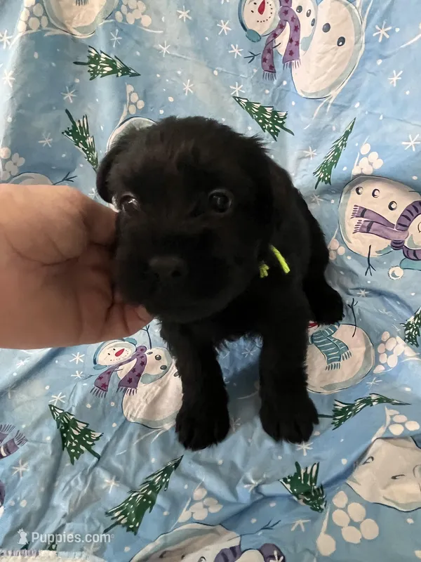 Blake. AKC – Standard Schnauzer puppy for sale in Glasco, KS