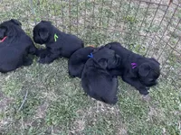 Blake. AKC, a male Standard Schnauzer for sale in Glasco, KS – Photo 7 of 8