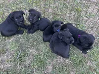 Blake. AKC, a male Standard Schnauzer for sale in Glasco, KS – Photo 6 of 8