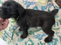 Blake. AKC, a male Standard Schnauzer for sale in Glasco, KS – Photo 3 of 8