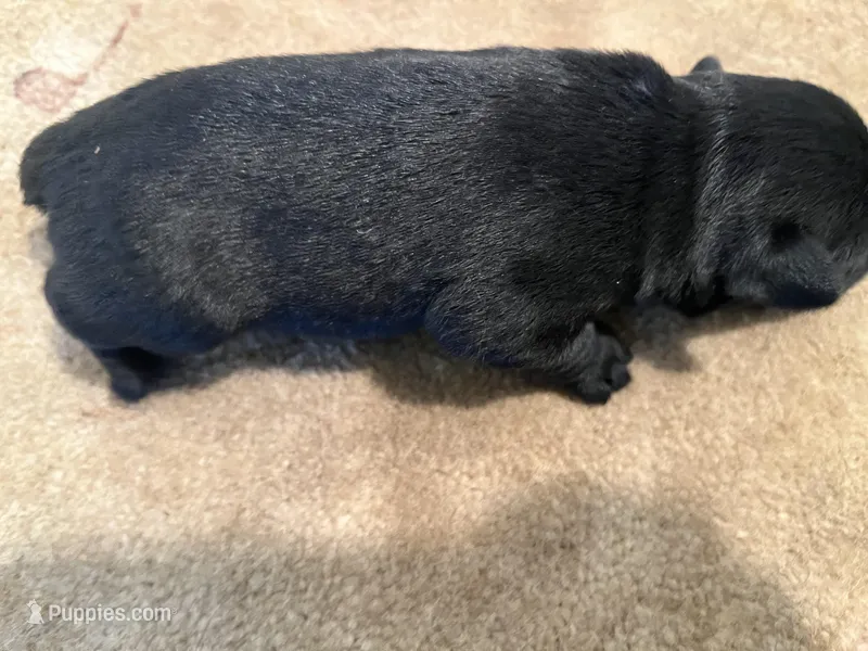 Blake. AKC, a male Standard Schnauzer for sale in Glasco, KS – Photo 1 of 2