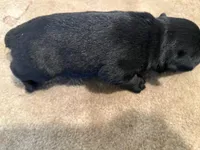 Blake. AKC, a male Standard Schnauzer for sale in Glasco, KS – Photo 1 of 2