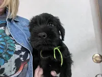 Blake. AKC, a male Standard Schnauzer for sale in Glasco, KS – Photo 2 of 8