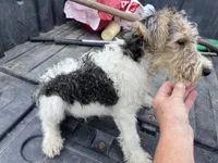 Wesley - AKC, a male Wire Fox Terrier for sale in Glasco, KS – 2 of 7