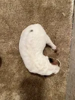 processed/0b91024d-6ca3-444d-bacc-fe2720fcc942/listing/1ffcb7b0-5837-4040-93cc-9f6e73c1cd4e/fd5ba30b-cc9a-4931-b1a9-c607e5f4533e