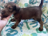 Issac, a male Irish Terrier for sale in Glasco, KS – 3 of 5