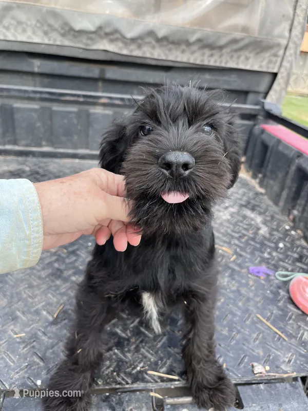 Brody. AKC – Standard Schnauzer puppy for sale in Glasco, KS