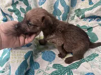 Dolly - AKC, a male Irish Terrier for sale in Glasco, KS – 2 of 4