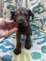 Issac, a male Irish Terrier for sale in Glasco, KS – 2 of 5