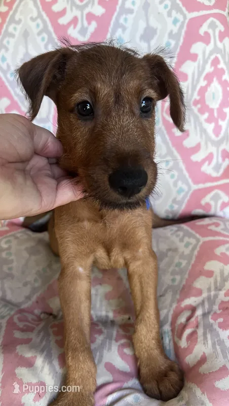 Ian – Irish Terrier puppy for sale in Glasco, KS