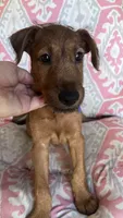 Ian, a male Irish Terrier for sale in Glasco, KS – 1 of 10