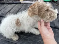 Willa - AKC, a female Wire Fox Terrier for sale in Glasco, KS – 2 of 6