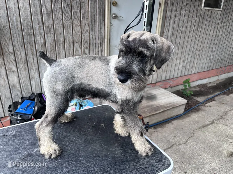 Pete  – Standard Schnauzer puppy for sale in Glasco, KS
