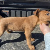 Ivan. AKC, a male Irish Terrier for sale in Glasco, KS – Photo 3 of 4