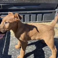 Ivan. AKC, a male Irish Terrier for sale in Glasco, KS – Photo 1 of 4